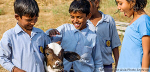 Children with a cow