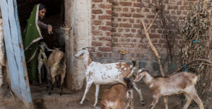 Goat Shatters Mother’s Cycle of Poverty