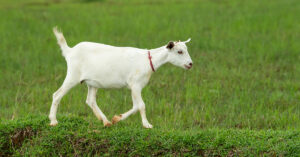 Conti's Goat