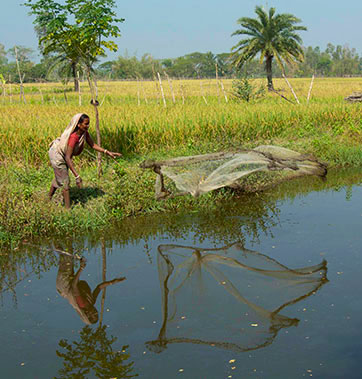 Fishing Nets thumbnail image