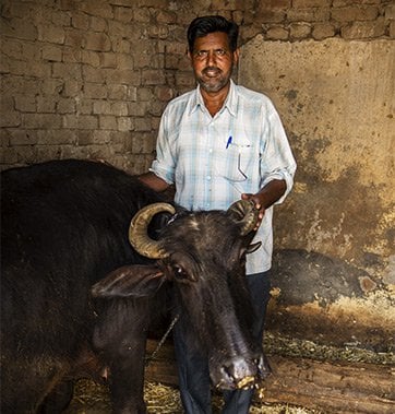 Water Buffalo thumbnail image