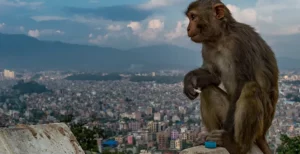 A New Family for a Mother and Her Son - A monkey overlooking the large city